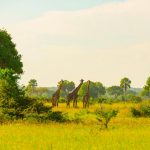 Giraffes in Safari park