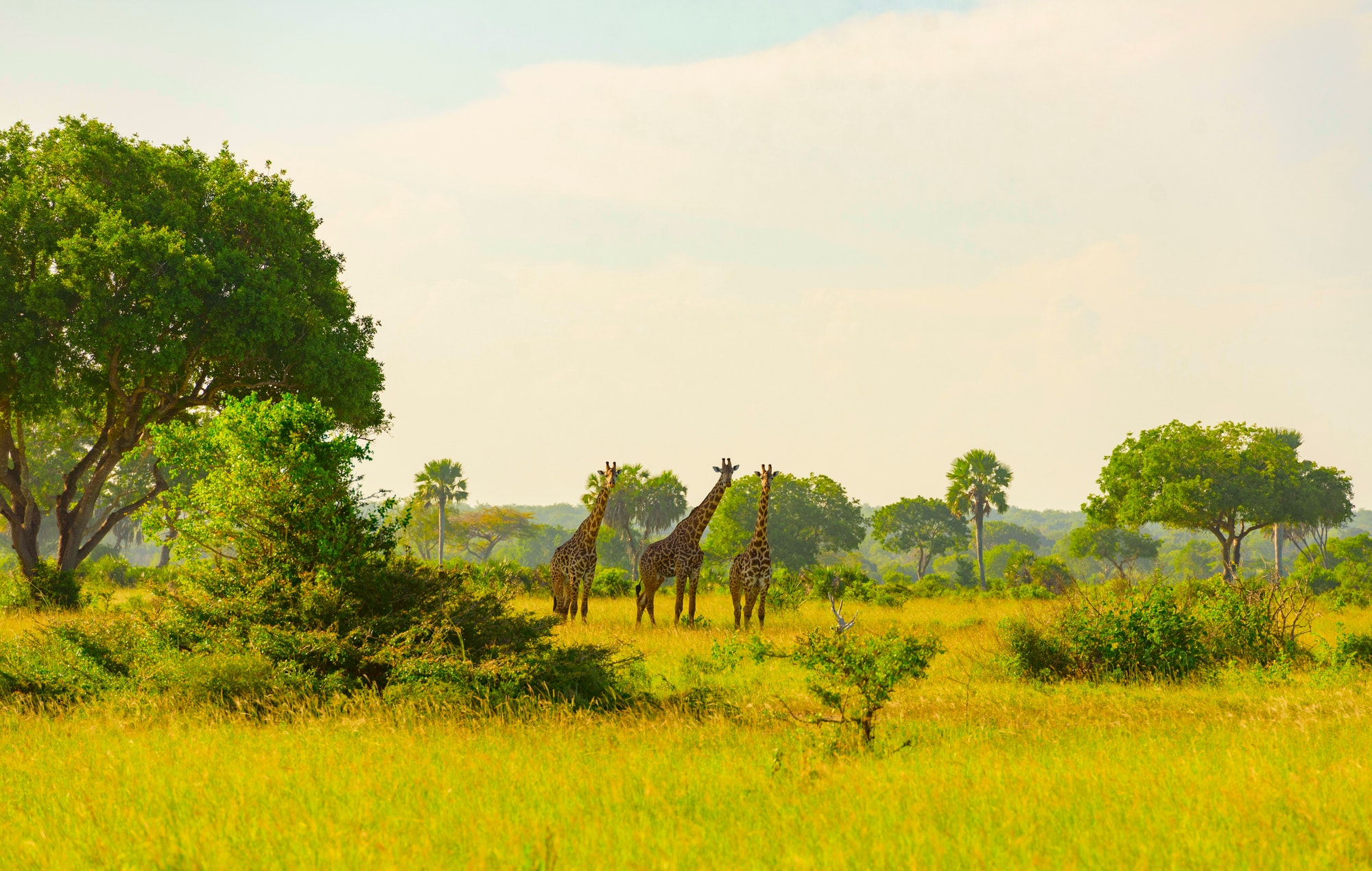 Giraffes in Safari park