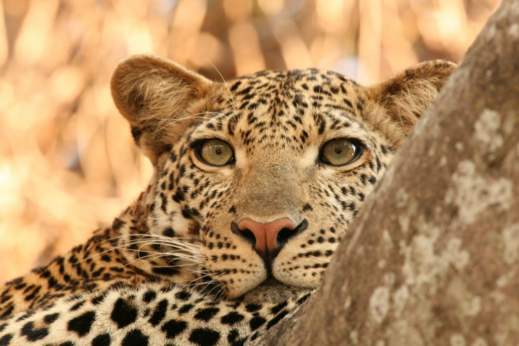 Leopard (Panthera Pardus), Tanzania