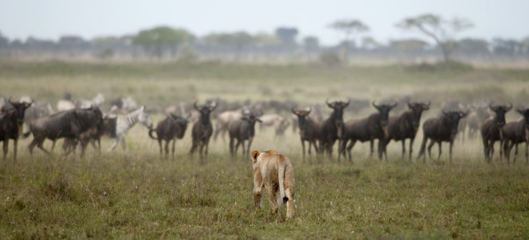 Lioness and herd of wildebeest at the Serengeti National Park, Tanzania, Africa