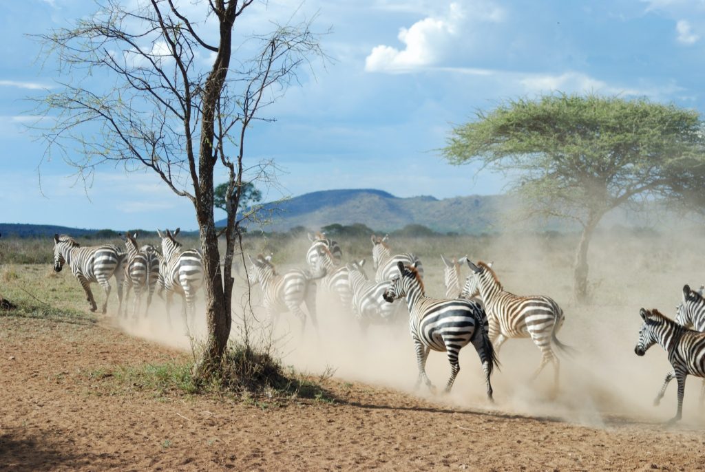 Zebras captured during the safari by the photographer while running in the park