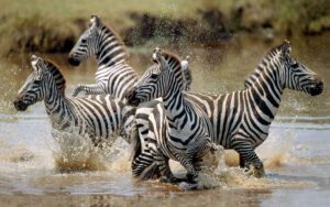 5 Days Tanzania Wildlife Expedition