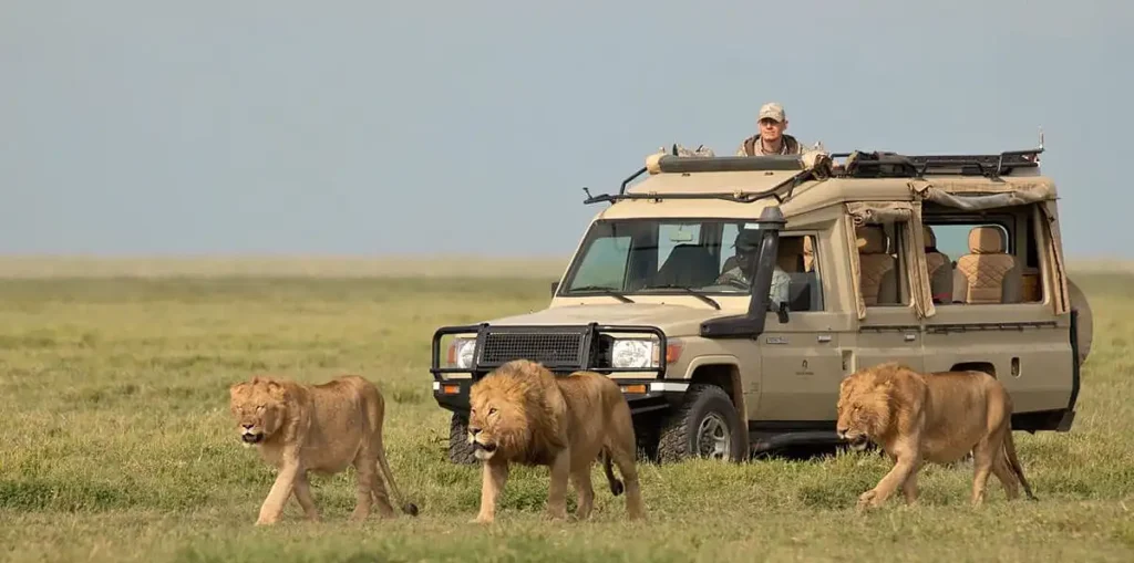 Serengeti Great Wildebeest Migration Nature’s Most Thrilling Show-Recovered