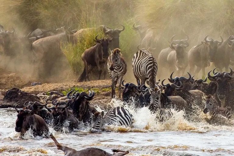 7 Days Great Serengeti Migration Safari | Northern Masailand Safaris