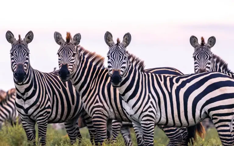 Eastern Serengeti