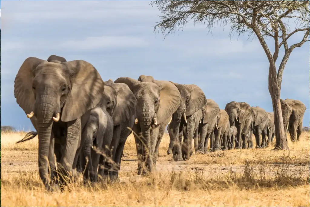 Tarangire National Park Safari Guide: Elephants, Baobabs & Hidden Gems of Tanzania