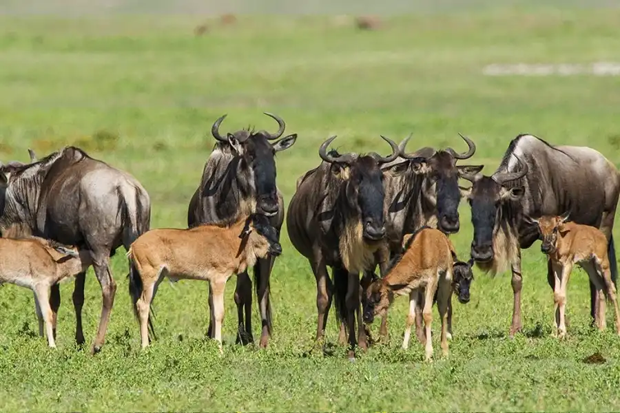 January – March: Calving Season (Southern Serengeti/Ndutu)