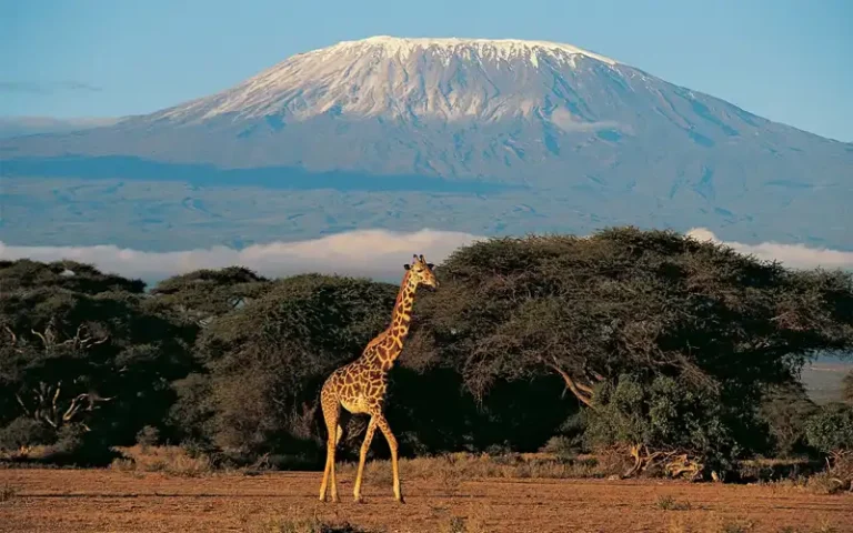 Kilimanjaro view
