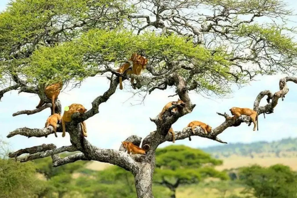 Where Is Lake Manyara National Park?