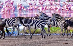 Lake manyara National Park
