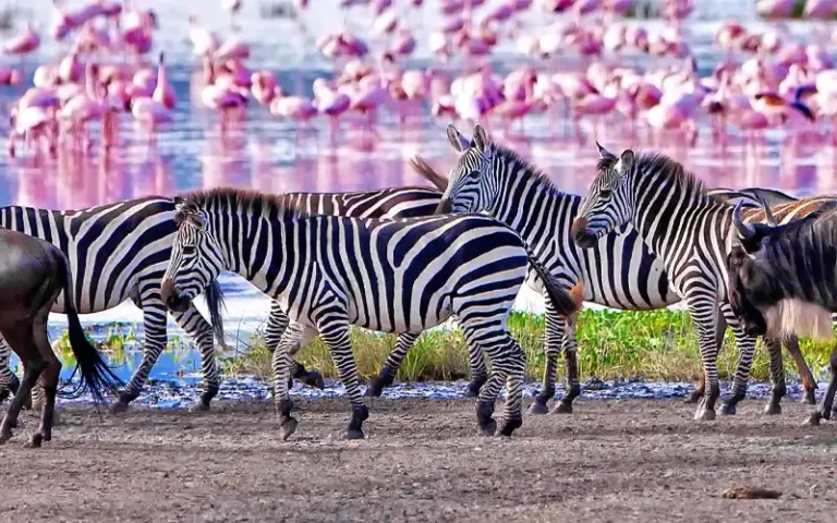 Lake manyara National Park