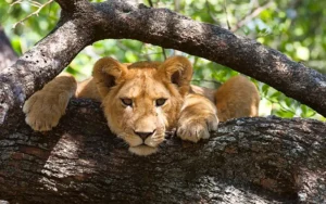 Lake manyara National Park