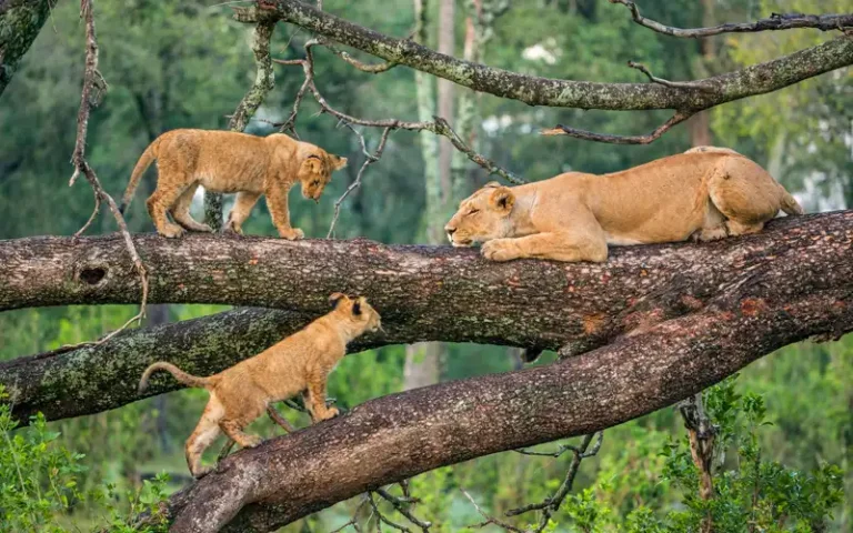 Lake manyara National Park