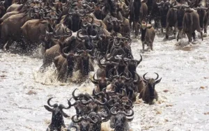 Mara River Crossings