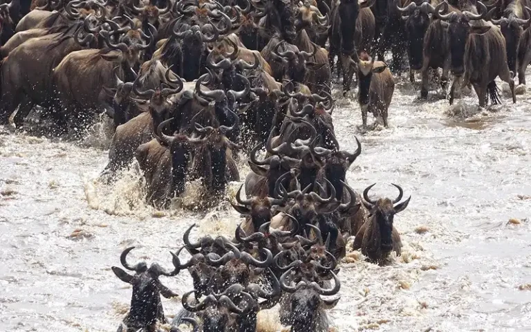 Mara River Crossings