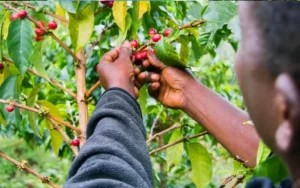 Materuni Waterfalls & Coffee Experience