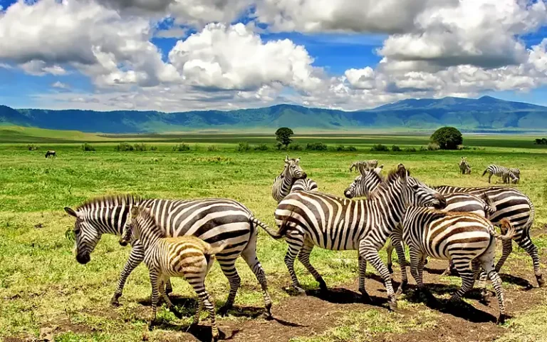 Ngorongoro Crater