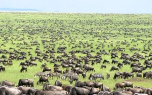 Northern Serengeti