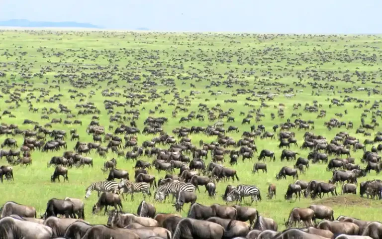 Northern Serengeti