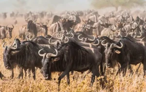 Serengeti National Park