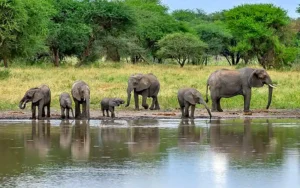 Tarangire National Park