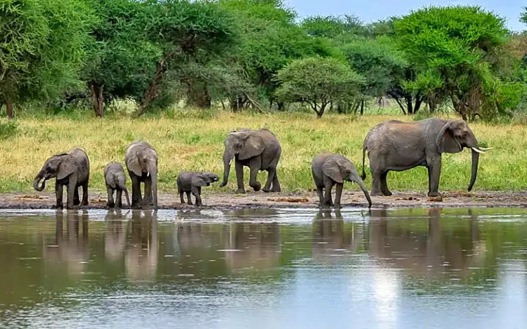 Tarangire National Park