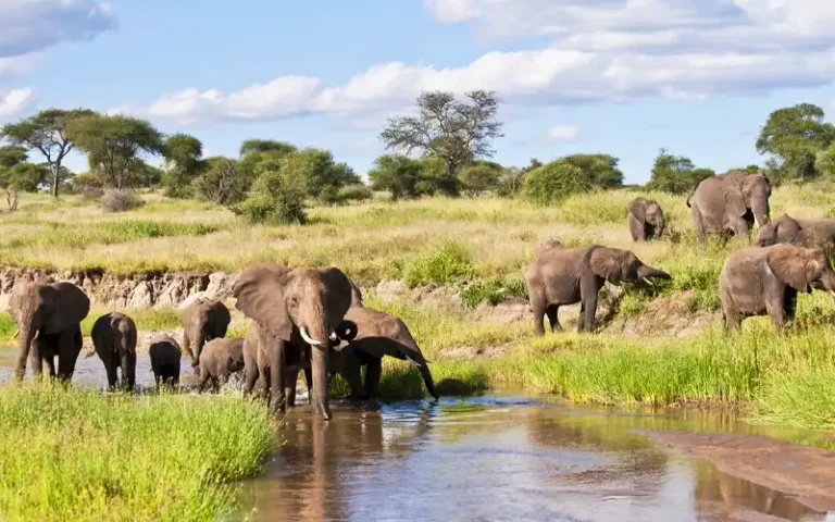 Tarangire National Park