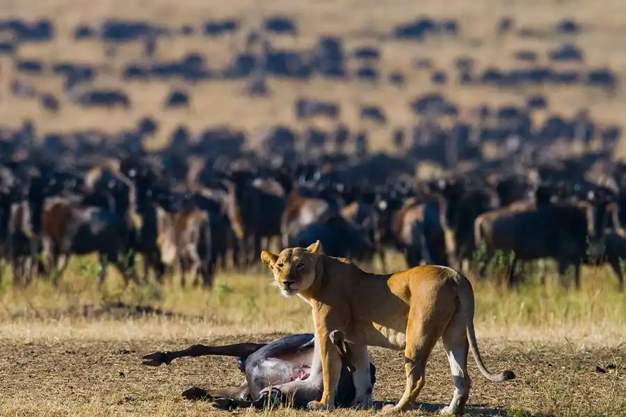 What You'll See on a Migration Safari