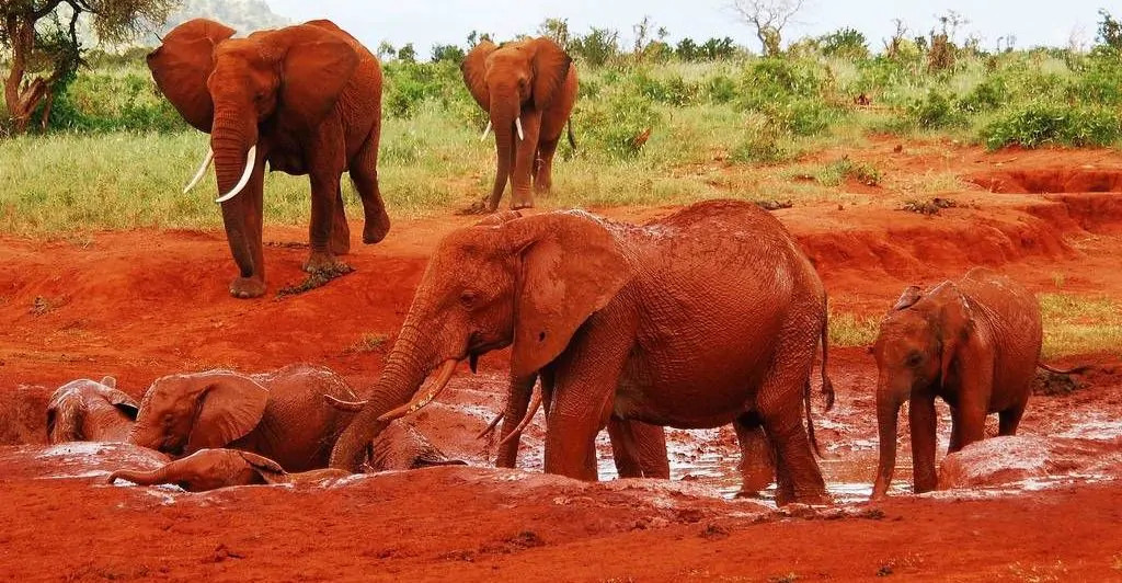 Tsavo East & West