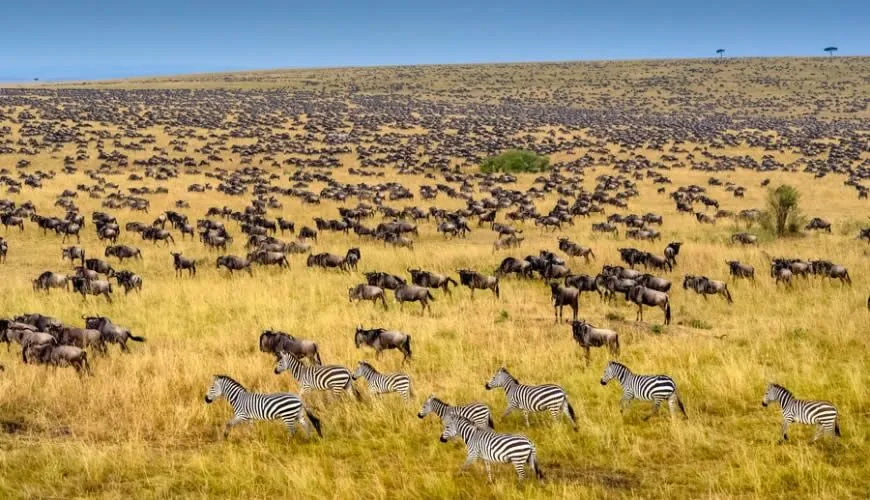 The Masai Mara National Reserve is arguably Africa’s most iconic safari destination