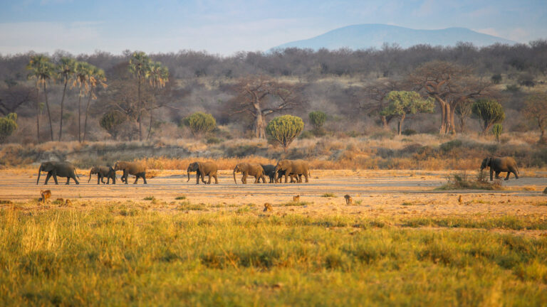 Ruaha National Park: Tanzania's Largest Wilderness