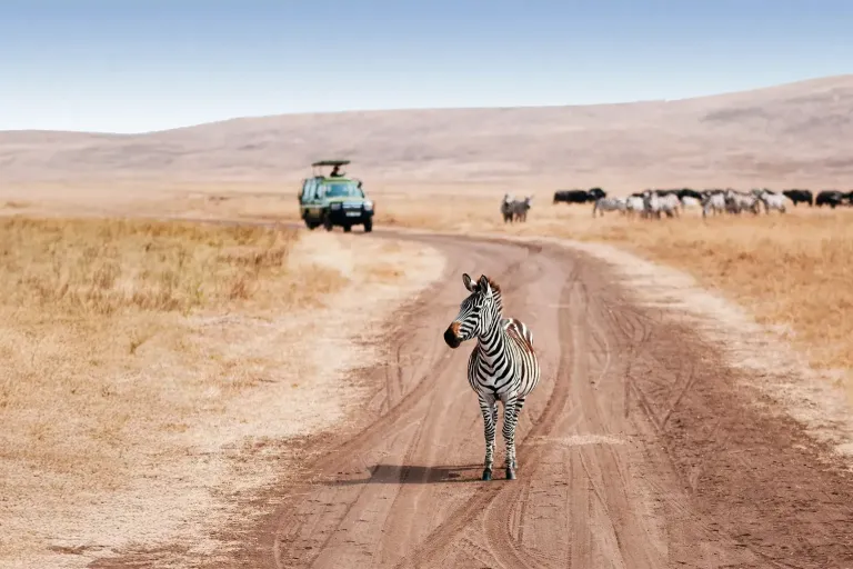 Tanzania Safari Cost: An Honest Guide to What You'll Actually Pay