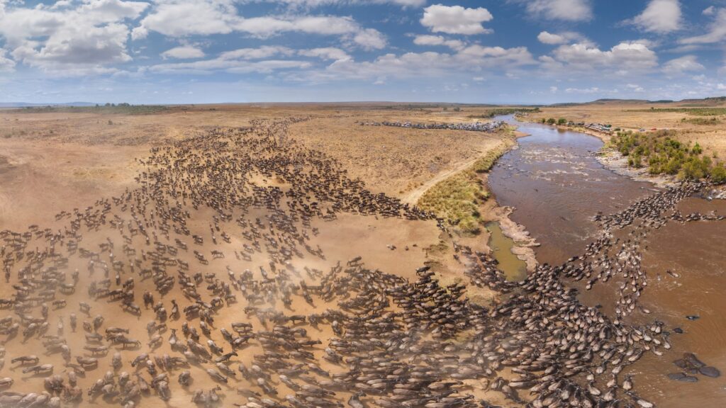 The Ultimate Guide to Planning a Great Migration Safari