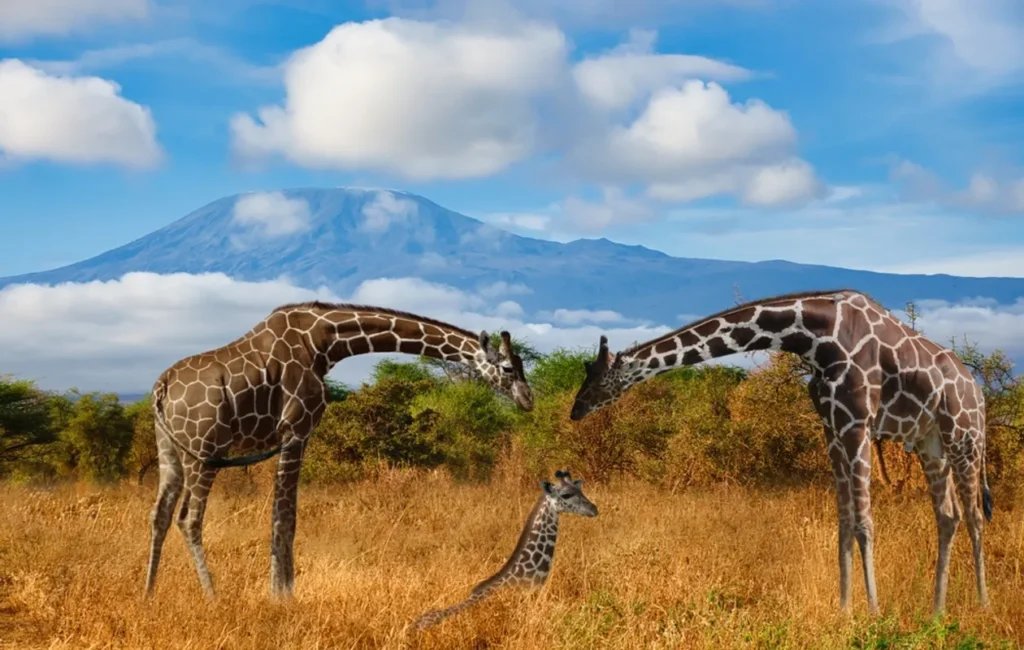 Respecting the Wild: Crucial Game Drive Etiquette Rules