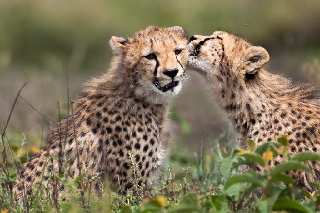 Best 7-Day Tanzania Safari Itinerary: Step-by-Step Guide