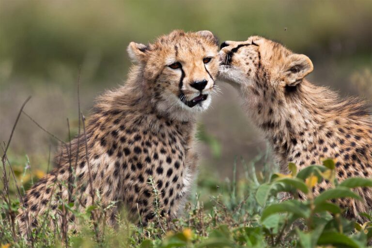 Best 7-Day Tanzania Safari Itinerary: Step-by-Step Guide
