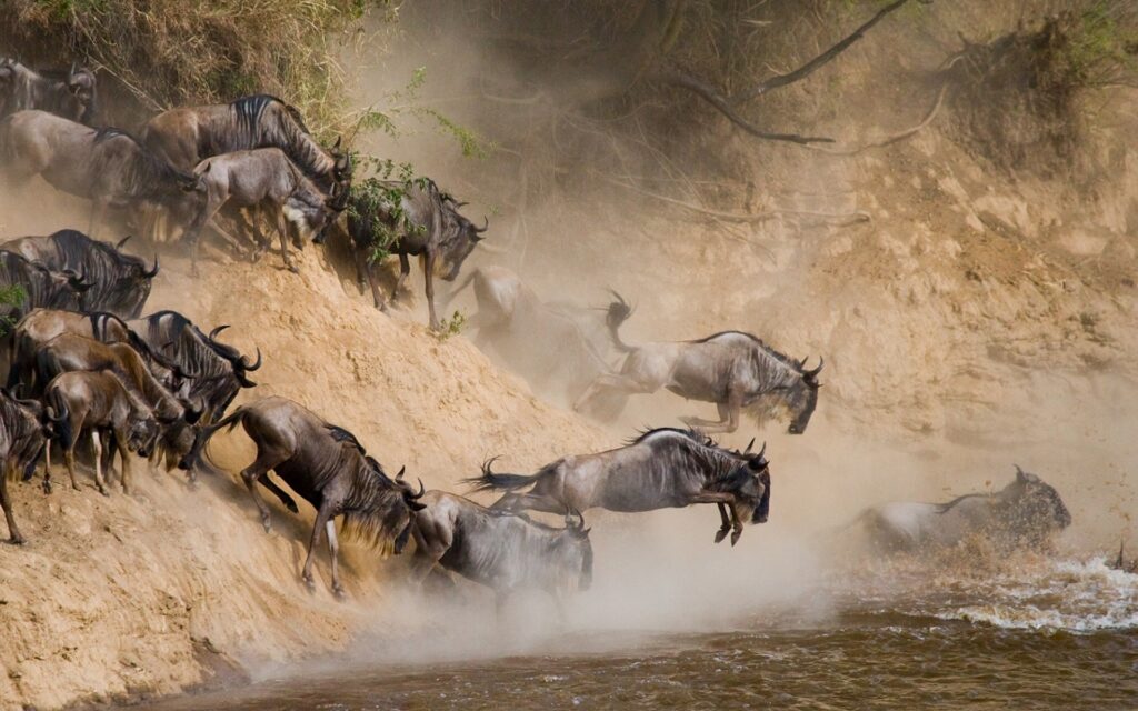 Which is Better? Serengeti vs Ngorongoro Comparison