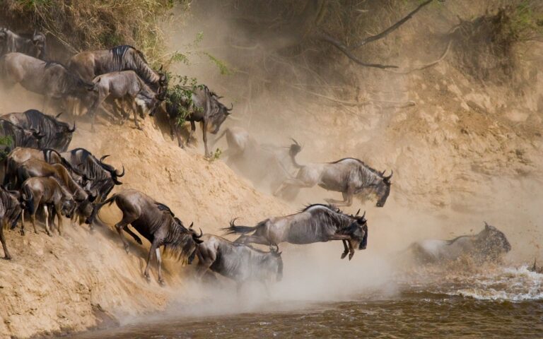Which is Better? Serengeti vs Ngorongoro Comparison
