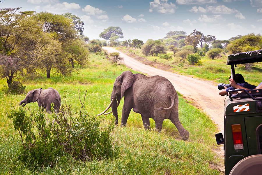 Where to Spot the Big Five on a Tanzania Safari Tour