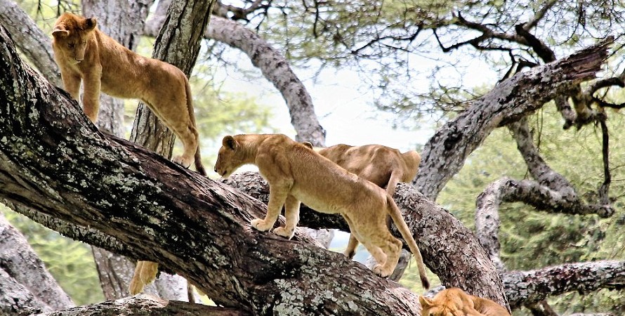 Spotting the Famous Tree-Climbing Lions of Lake Manyara