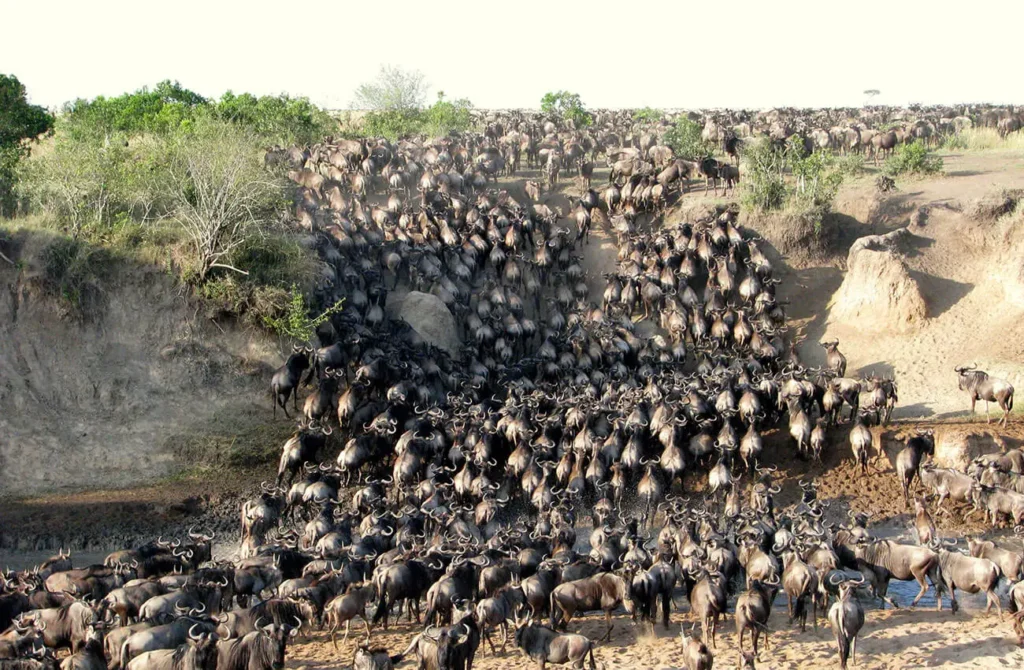 Witness the Great Migration