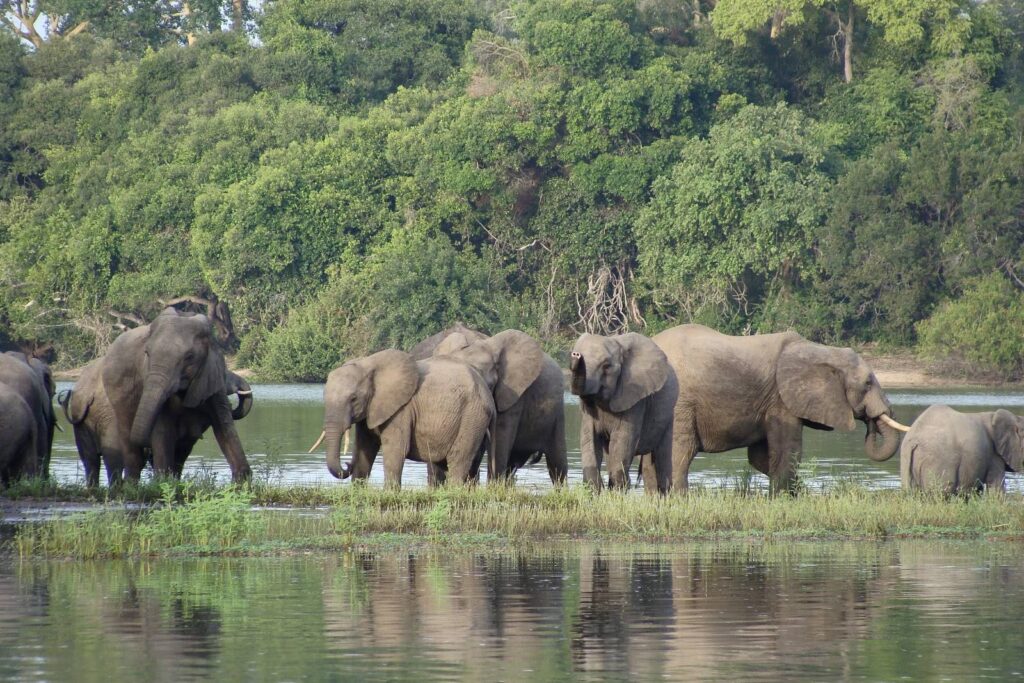 Discovering Nyerere National Park: Africa's Largest Reserve