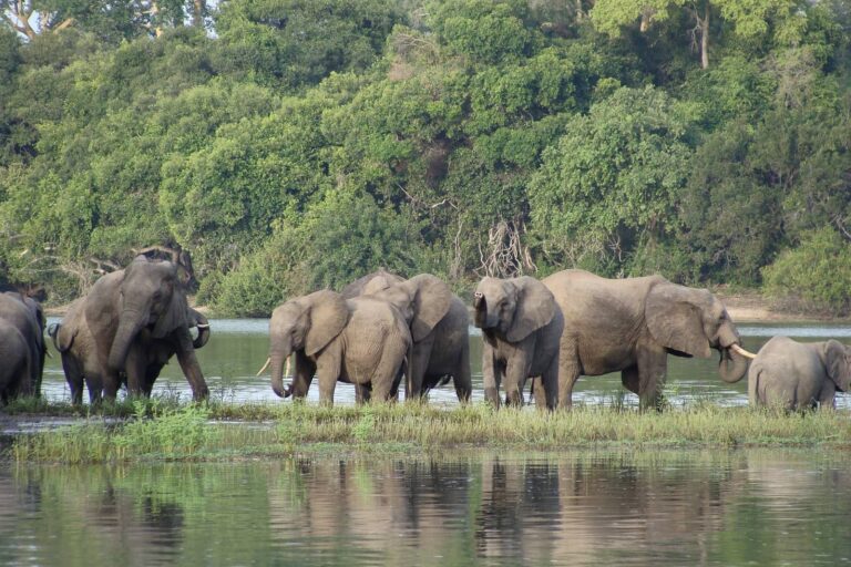 Discovering Nyerere National Park: Africa's Largest Reserve