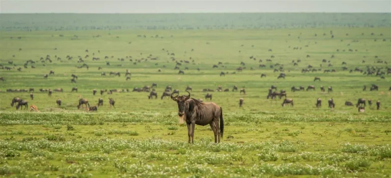 Month-by-Month Guide: The Best Time to Visit Tanzania