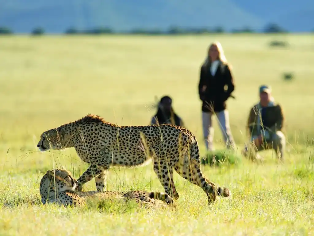 Step Into the Wild: Booking a Walking Safari Tanzania