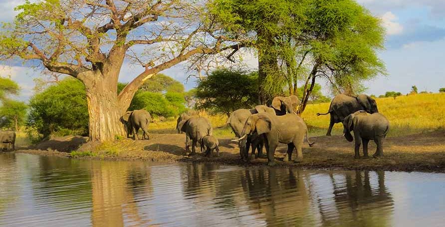 Why Tarangire National Park is Tanzania's Elephant Haven