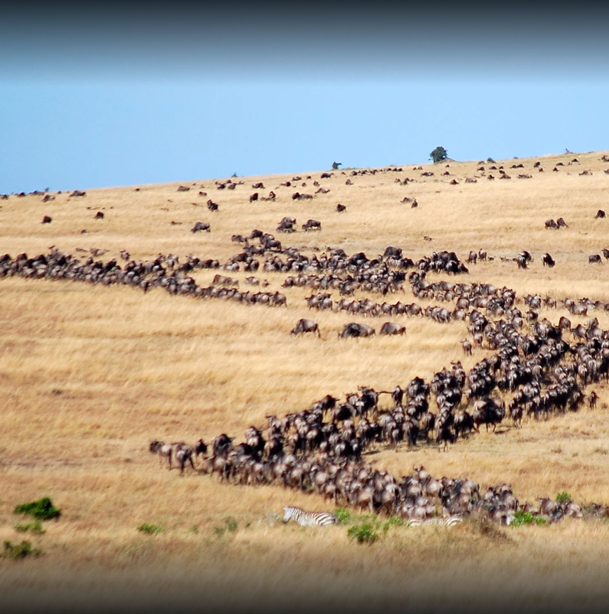 What Is the Great Migration?