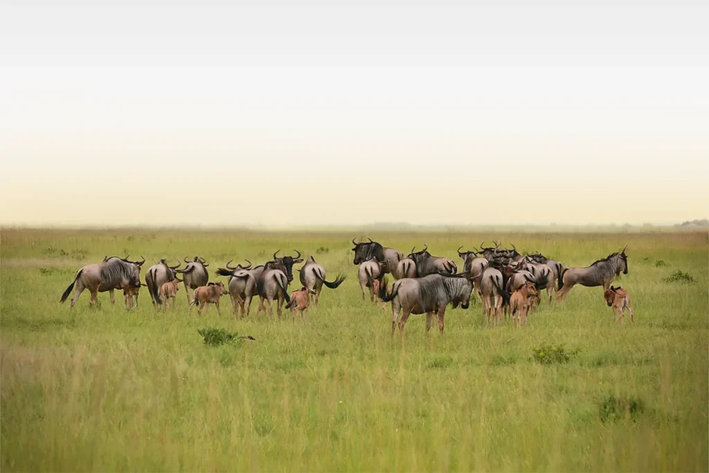 When to Go: Seasons, Migration & Timing