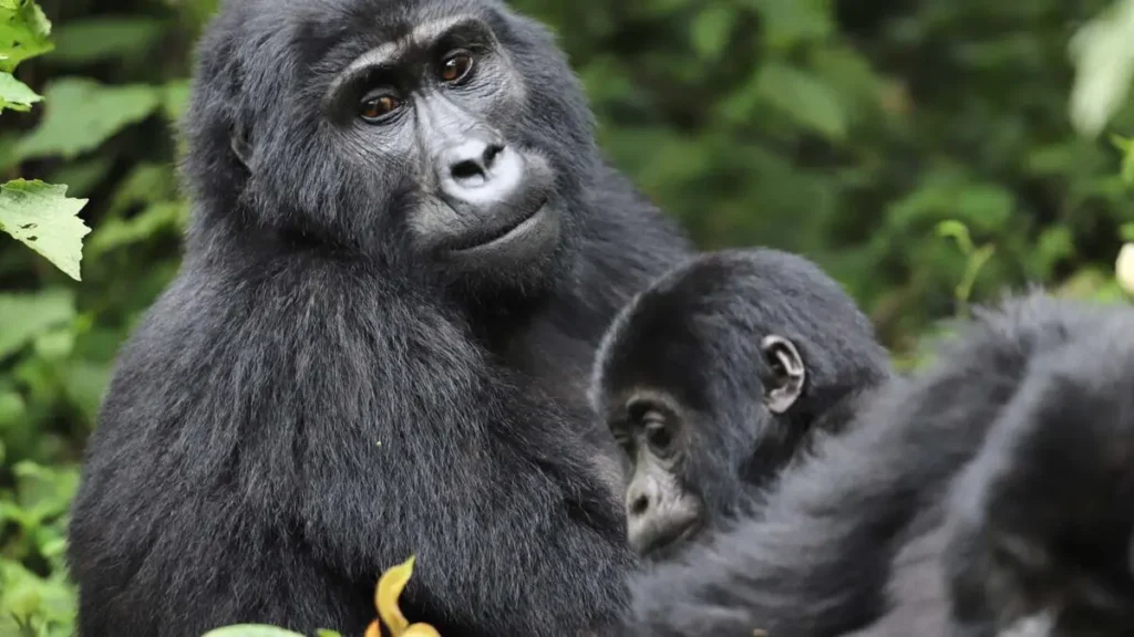 Trek for Gorillas in Uganda or Rwanda
