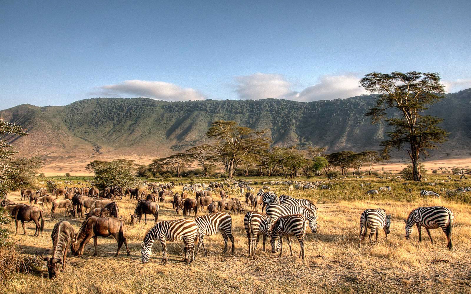 Best Parks & Destinations for Solo Safaris
